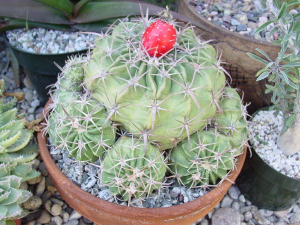 Echinocactus_ texensis